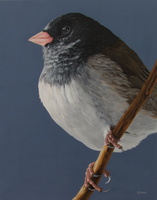 Junco Visiting - 16&quot;x20&quot; acrylic on canvas
