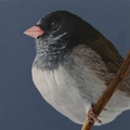 Junco Visiting - 16"x20" acrylic on canvas