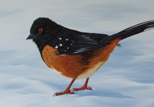 Towhee In Winter - 18&quot;x36&quot; acrylic on canvas