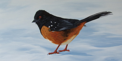 Towhee In Winter - 18&quot;x36&quot; acrylic on canvas