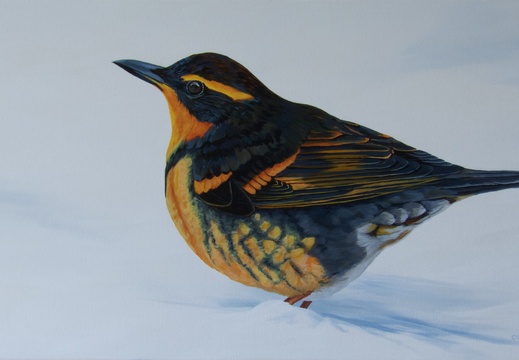 Varied Thrush In Garden - 18&quot;x36&quot; acrylic on canvas