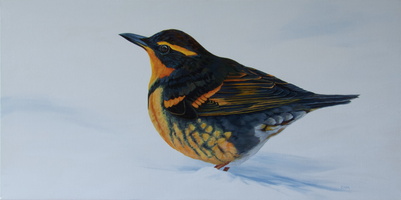 Varied Thrush In Garden - 18&quot;x36&quot; acrylic on canvas