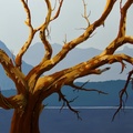 Looking Toward The Coast Mountains - 24"x36" acrylic on canvas