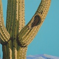 Saguaro West - 16"x16" acrylic on canvas