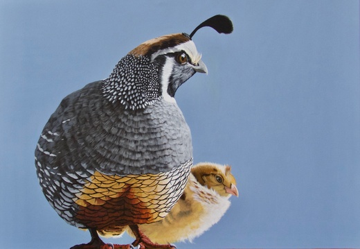 California Quail And Chick