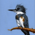 Belted Kingfisher I