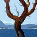 The Witness